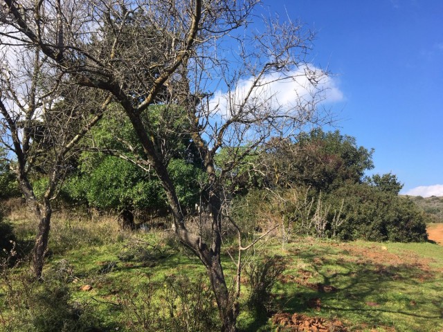  Plot in Manilva