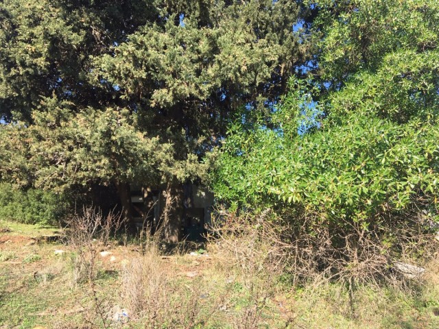  Plot in Manilva