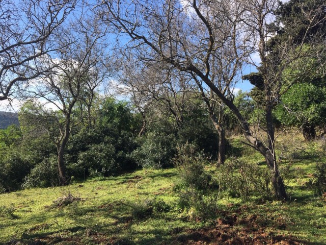  Plot in Manilva