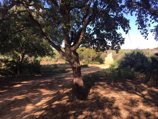  Plot in Manilva