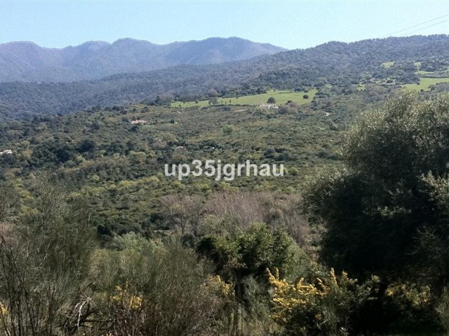  Plot in Casares