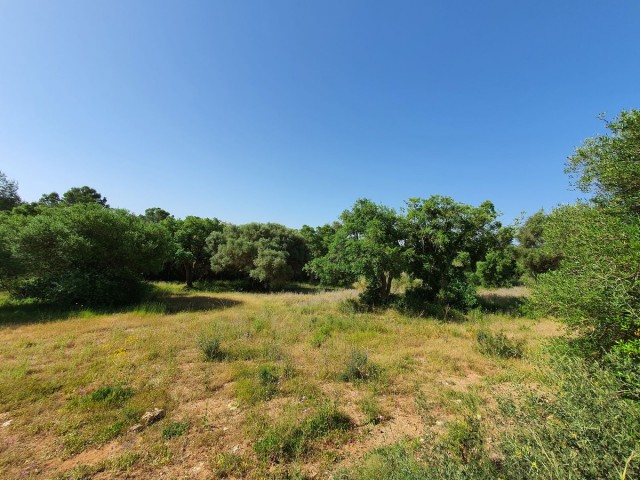  Plot in Sotogrande