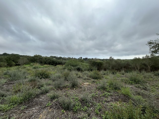 Grundstück, Sotogrande Alto, R4880659