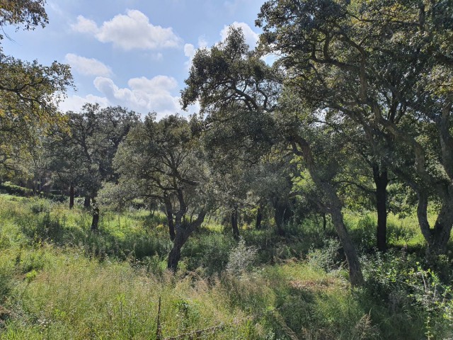 Grundstück, Sotogrande Alto, R4103335