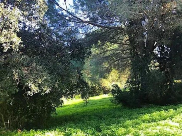 Grundstück, Sotogrande Alto, R5045269