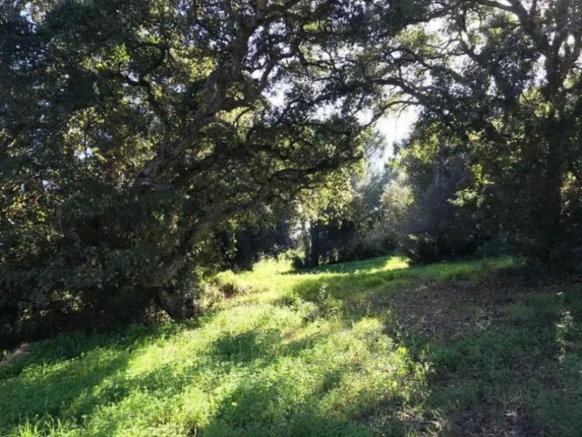 Grundstück, Sotogrande Alto, R5045269