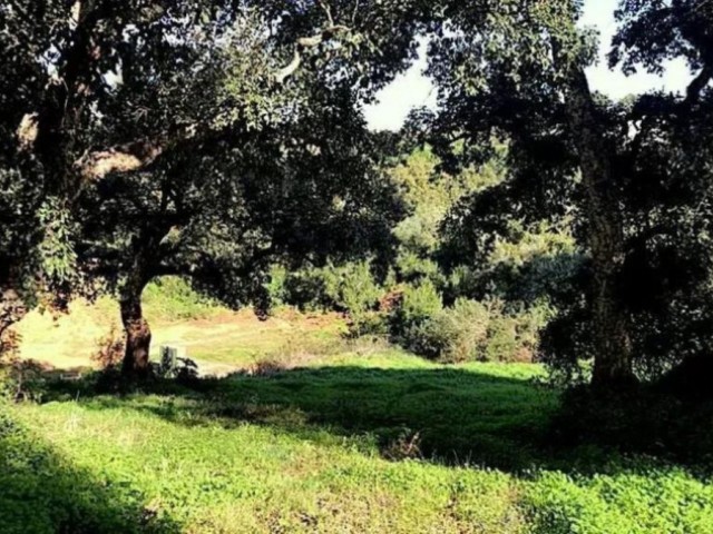 Grundstück, Sotogrande Alto, R5045269