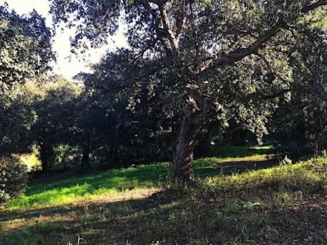 Grundstück, Sotogrande Alto, R5045269