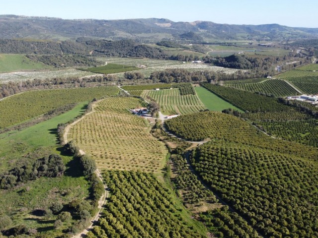  Plot in Casares