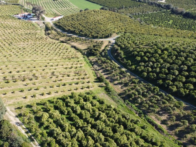  Plot in Casares