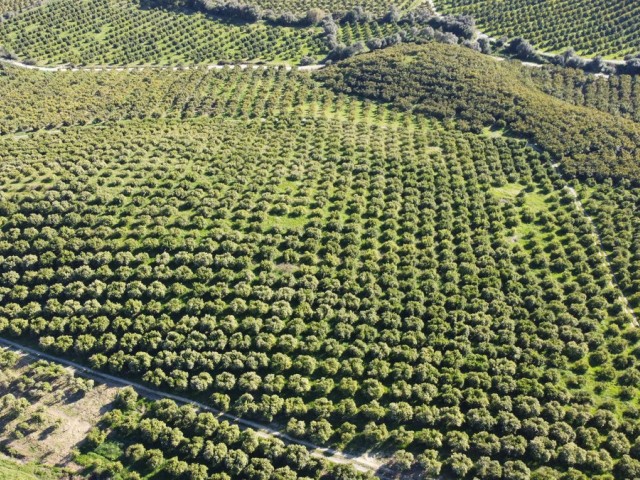  Plot in Casares