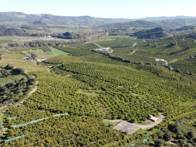 Plot in Casares