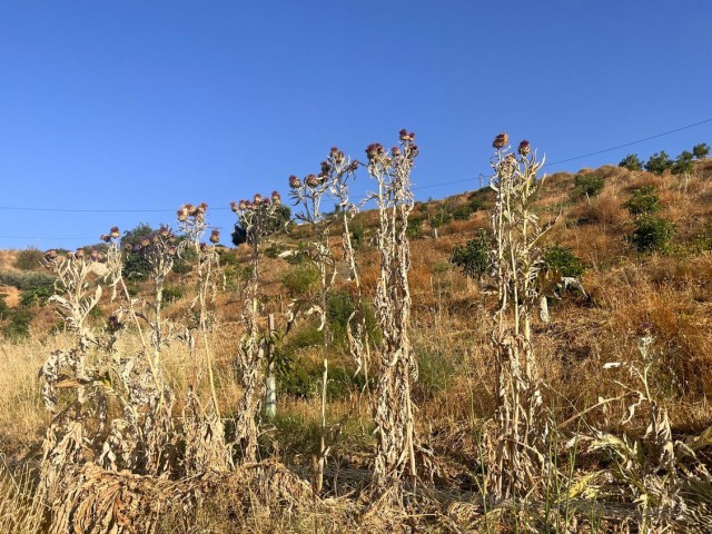 Grundstück, Alhaurín el Grande, R5104012