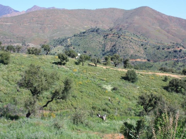  Plot in La Mairena