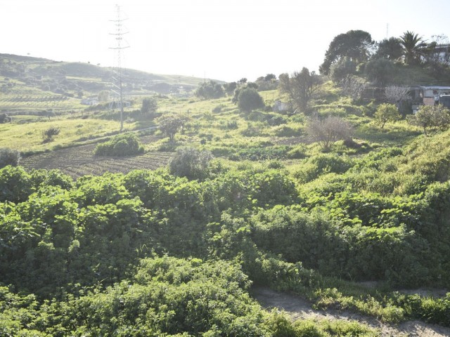  Plot in Casares