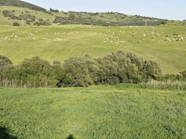  Plot in Casares