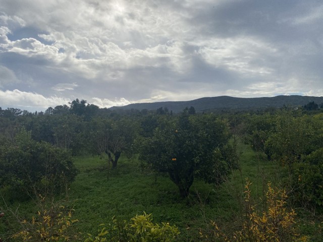  Parcelle à Sotogrande