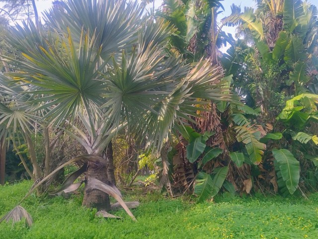  Tomt i Hacienda Las Chapas