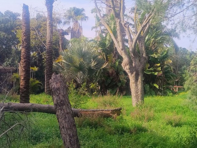  Tontti Hacienda Las Chapas