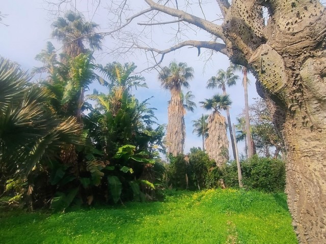  Tontti Hacienda Las Chapas