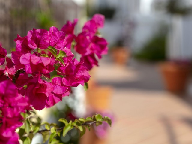 3 Bedrooms Apartment in Nueva Andalucía